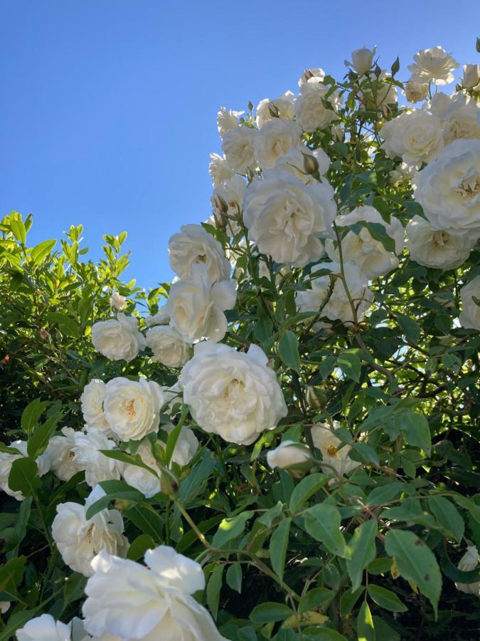La Rosa Del Lago ブラッチャーノ エクステリア 写真