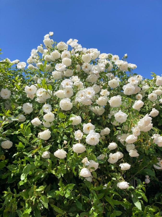 La Rosa Del Lago ブラッチャーノ エクステリア 写真